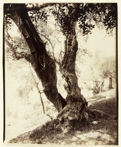 Olivier, Nice, ca. 1900 door Eugène Atget