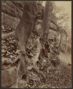 Saint-Cloud Park door Eugène Atget