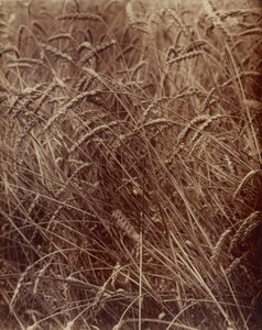 Tarwe door Eugène Atget