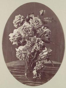 [Rozen], ca. 1875