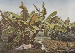 Bananenboom en maniok door European Photographer