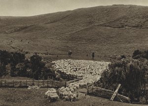 Nieuw-Zeeland, Schapen drijven