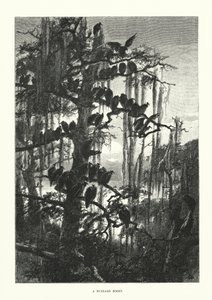 Een buizerdhut (gravure) door European School