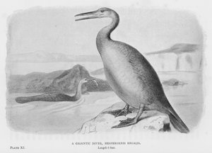 Een gigantische duiker, Hesperornis Regalis (litho)
