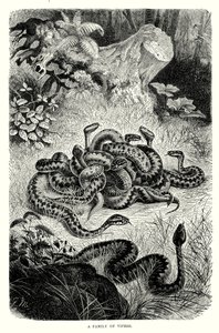 Een familie adders (gravure) door European School