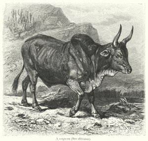 Een sanga-os, Bos africanus (gravure)