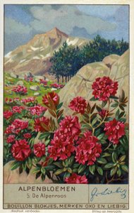 Alpenrose (Rhododendron ferrugineum) (chromolitho) door European School