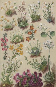 Alpenflora