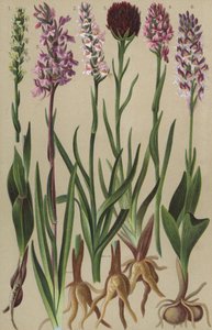 Alpenflora