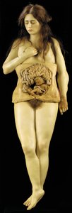 Anatomisch model van een ovariumzwangerschap door European School