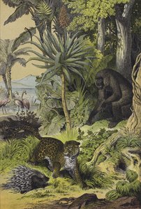 Dieren en planten van Equatoriaal-Guinea door European School