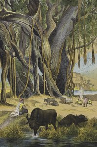 Dieren en planten van India door European School