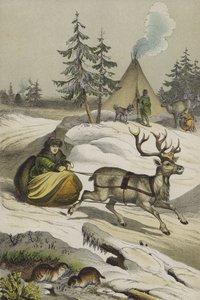 Dieren en planten van Lapland
