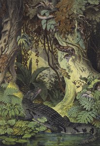 Dieren van de Amazone-jungles van Brazilië (kleurenlitho) door European School