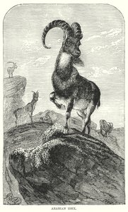 Arabische steenbok (gravure) door European School