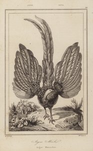 Argus Malel, Argus Mannetje door European School