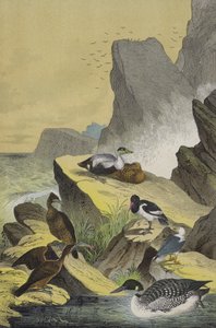 Vogels van de zeekusten van Noord-Europa