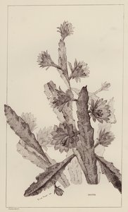 Cactus (litho) door European School