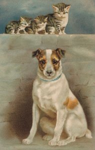 Katten die een hond observeren door European School