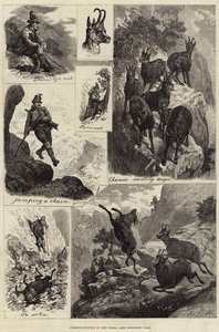 Gemsjacht in Tirol (gravure)