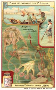 Charybdis en Pyramidal Lucernia door European School