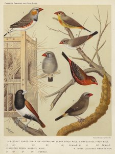Kastanjeoor Vink of Australische Zebravink, Mannetje, Vrouwtje, Afrikaanse Zebra Waxbill, Mannetje, Vrouwtje, Amaduvade Vink, Mannetje, Vrouwtje, Driekleurige Vink of Non