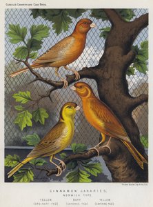 Kaneel Kanaries, Norwich Type, Geel, Gewoon Gevoerd, Buff, Cayenne Gevoerd, Geel, Cayenne Gevoerd door European School