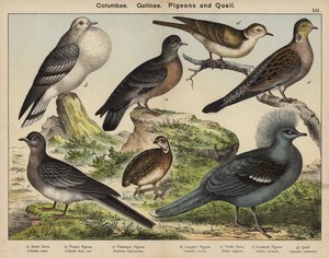 Columbae, Gallinae, Duiven en Kwartels door European School