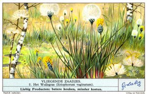 Cottongrass (Eriophorum vaginatum) (chromolitho) door European School