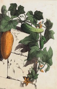 Komkommerplant (kleurenlitho)