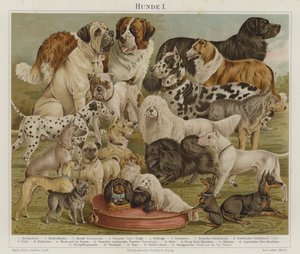 Honden door European School