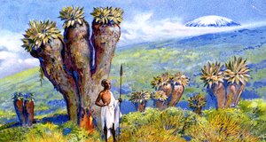 Reuzenkruiskruid, Kilimanjaro, Afrika