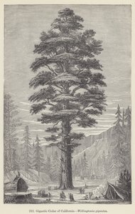 Gigantische Ceder van Californië, Wellingtonia gigantea