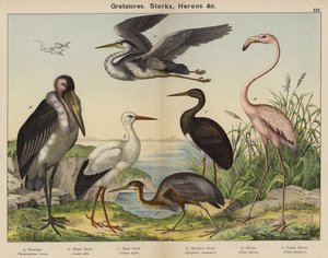 Grallatores, Ooievaars, Reigers door European School