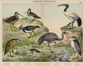 Grallatores, Wadende Vogels door European School
