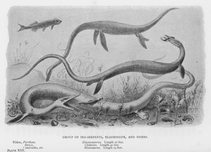 Groep van zeeslangen, elasmosaurus en vissen