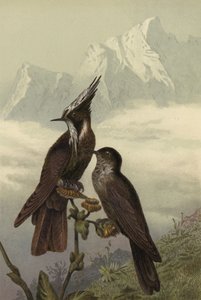Helmkolibrie