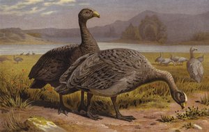 Hoendergans
