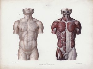 Illustratie voor De Anatomie van de Externe Vormen van de Mens: Mannelijke torso, vooraanzicht door European School