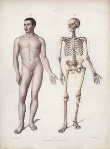 Illustratie voor De Anatomie van de Externe Vormen van de Mens: Man staand door European School