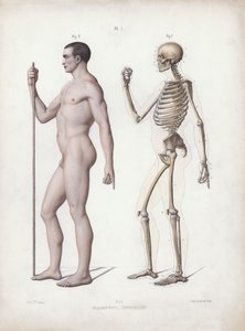 Illustratie voor De Anatomie van de Externe Vormen van de Mens: Man staand, zijaanzicht door European School