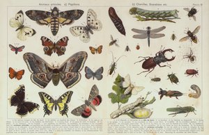 Insecten en andere ongewervelden door European School