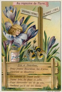 Iris en hommels