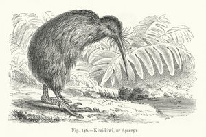 Kiwi-kiwi, of Apteryx