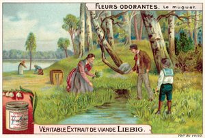 Lelietje-van-dalen