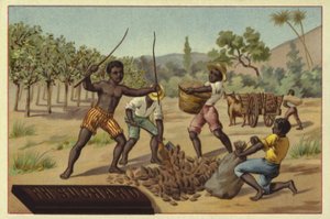 Cacaobonen in zakken laden, Afrika door European School