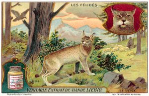 Lynx
