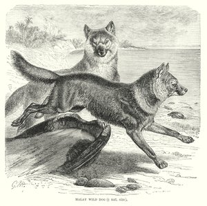 Maleise wilde hond (gravure) door European School