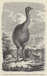 Moa, of gigantische Dinornis (D giganteus) hersteld; en Apteryx, A Mantelli