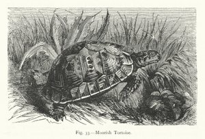 Moorse schildpad (gravure)
